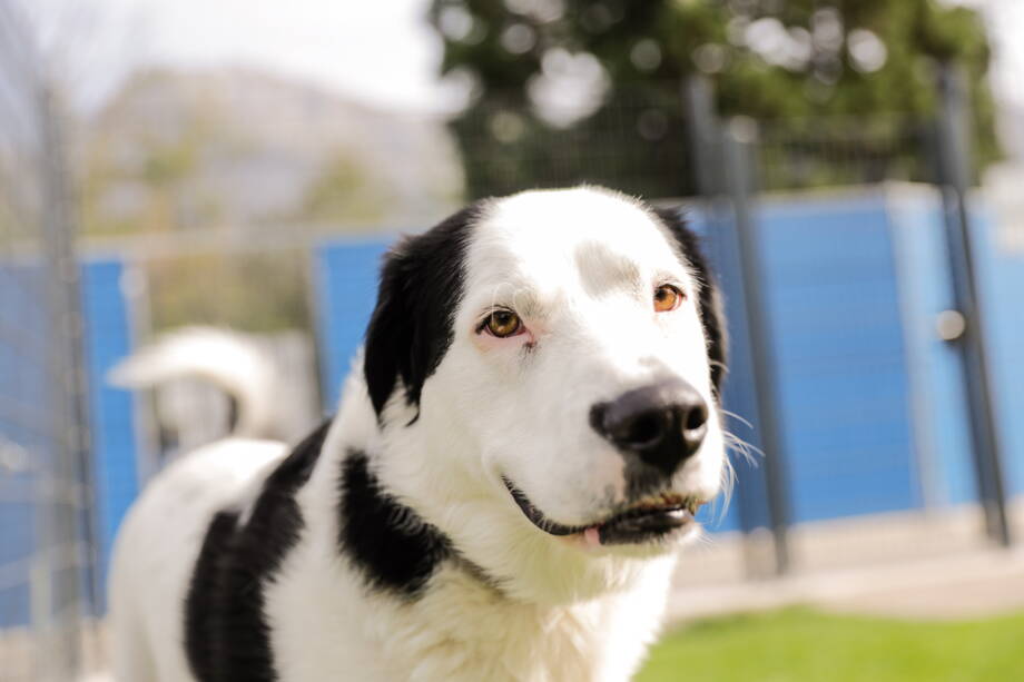 pensionsgast-mira pensionsgast-mira